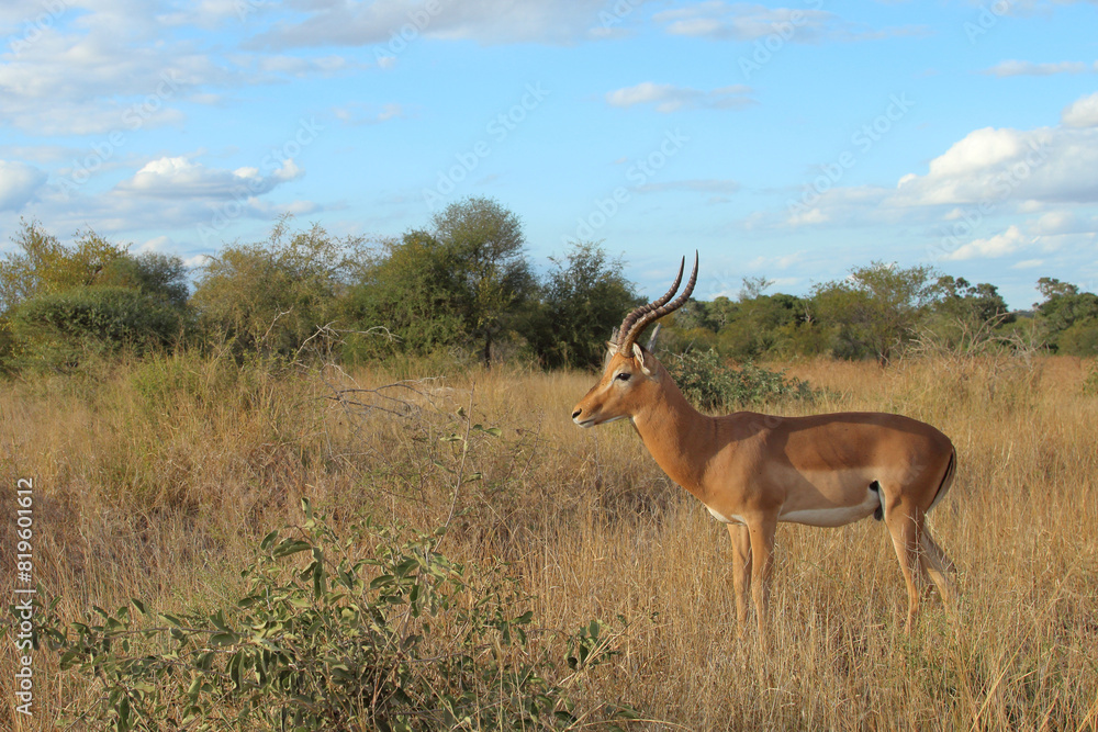 Naklejka premium Schwarzfersenantilope / Impala / Aepyceros melampus