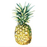 Minimalistic watercolor of pineapple on a white background, cute and comical.