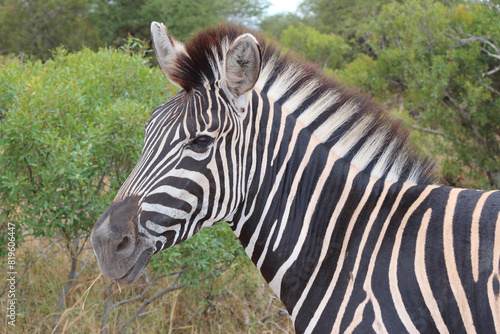 Steppenzebra   Burchell s zebra   Equus quagga burchellii