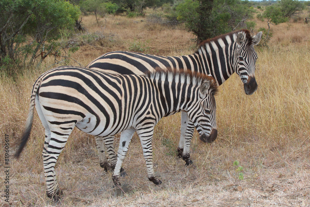 Steppenzebra / Burchell's zebra / Equus quagga burchellii Steppenzebra / Burchell's zebra / Equus quagga burchellii