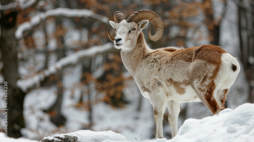The genetic basis of winter coat color change in animals. The genetic basis of winter coat color change in animals.