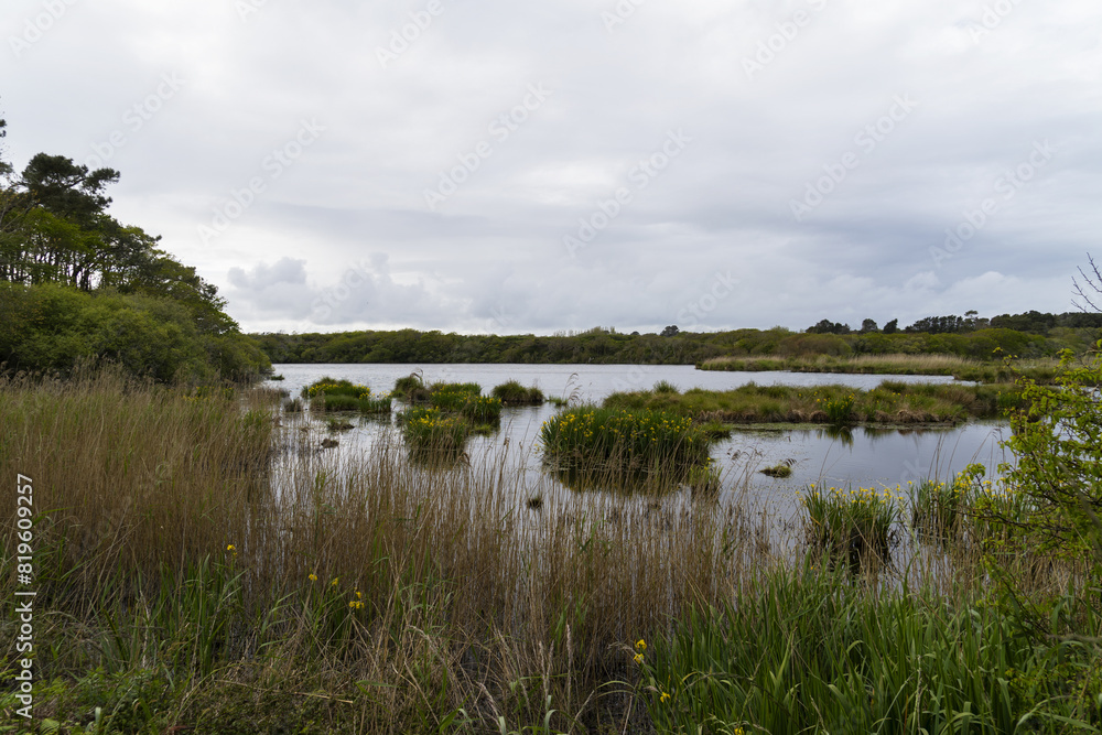 L'étang de Trunvel au printemps en Bretagne, avec des touffes d'herbe submergées et des iris d'eau en fleurs.