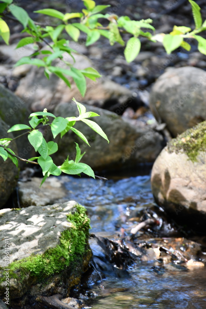 stream in the forest among stones covered with moss stream in the forest among stones covered with moss