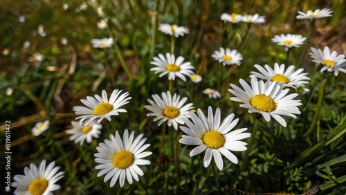 Pure White Daisies in Bloom