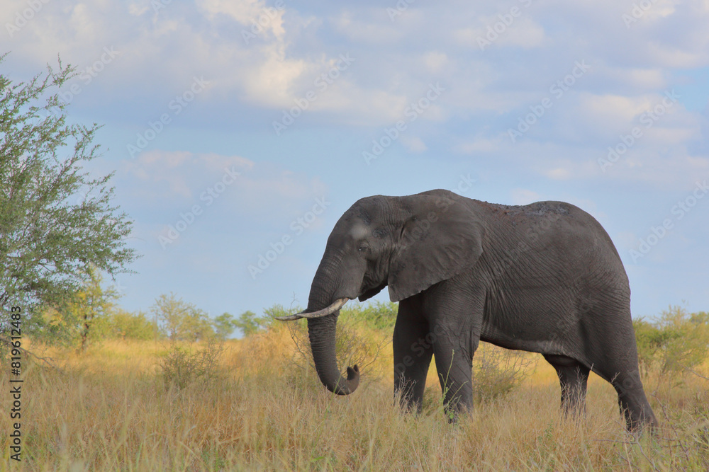 Obraz premium Afrikanischer Elefant / African elephant / Loxodonta africana