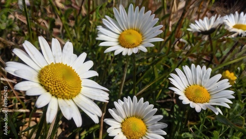 Vibrant Daisy Blossoms