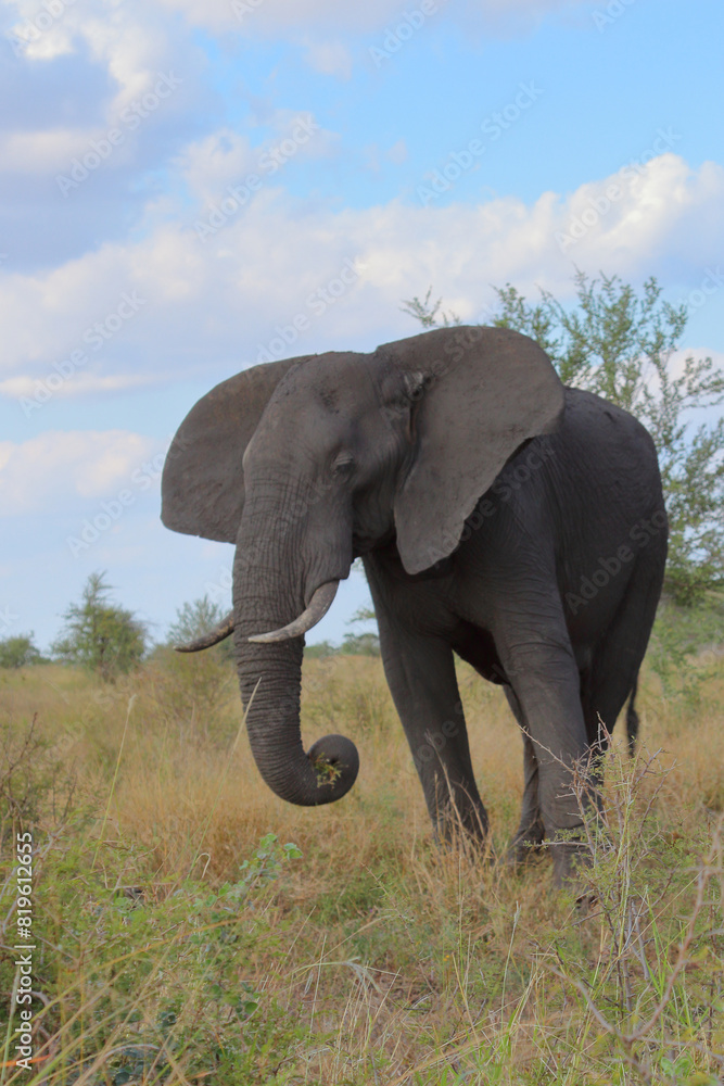 Obraz premium Afrikanischer Elefant / African elephant / Loxodonta africana