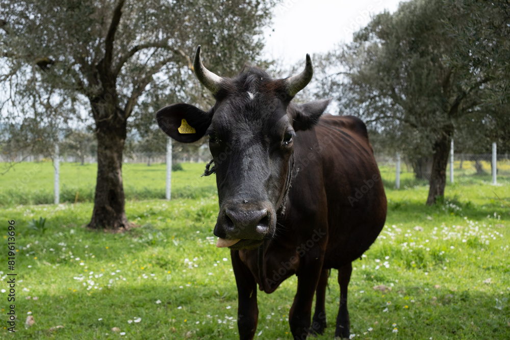 cows graze on a green field in sunny weather. HQ cows graze on a green field in sunny weather. HQ