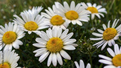 Nature   s White Blooms