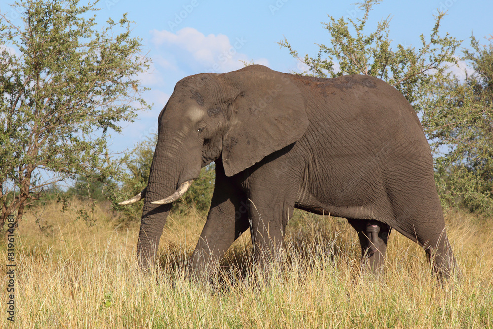 Afrikanischer Elefant / African elephant / Loxodonta africana Afrikanischer Elefant / African elephant / Loxodonta africana
