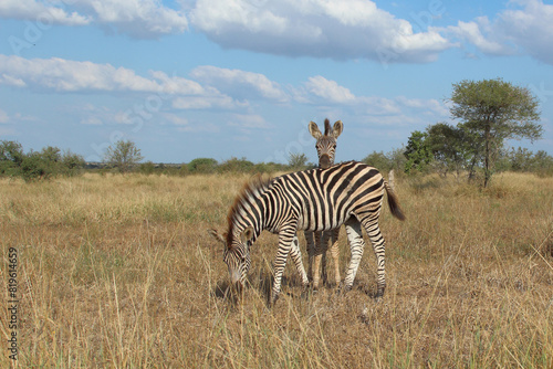 Steppenzebra   Burchell s zebra   Equus quagga burchellii.