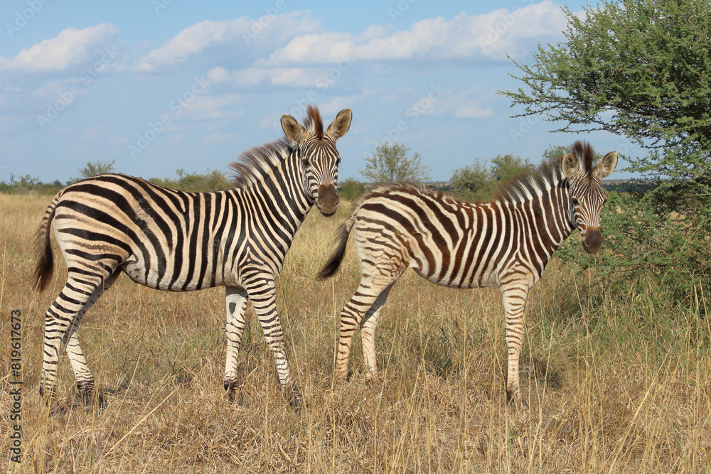 Steppenzebra / Burchell's zebra / Equus quagga burchellii. Steppenzebra / Burchell's zebra / Equus quagga burchellii.