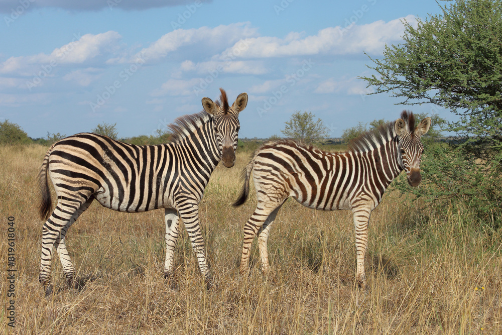 Steppenzebra / Burchell's zebra / Equus quagga burchellii. Steppenzebra / Burchell's zebra / Equus quagga burchellii.