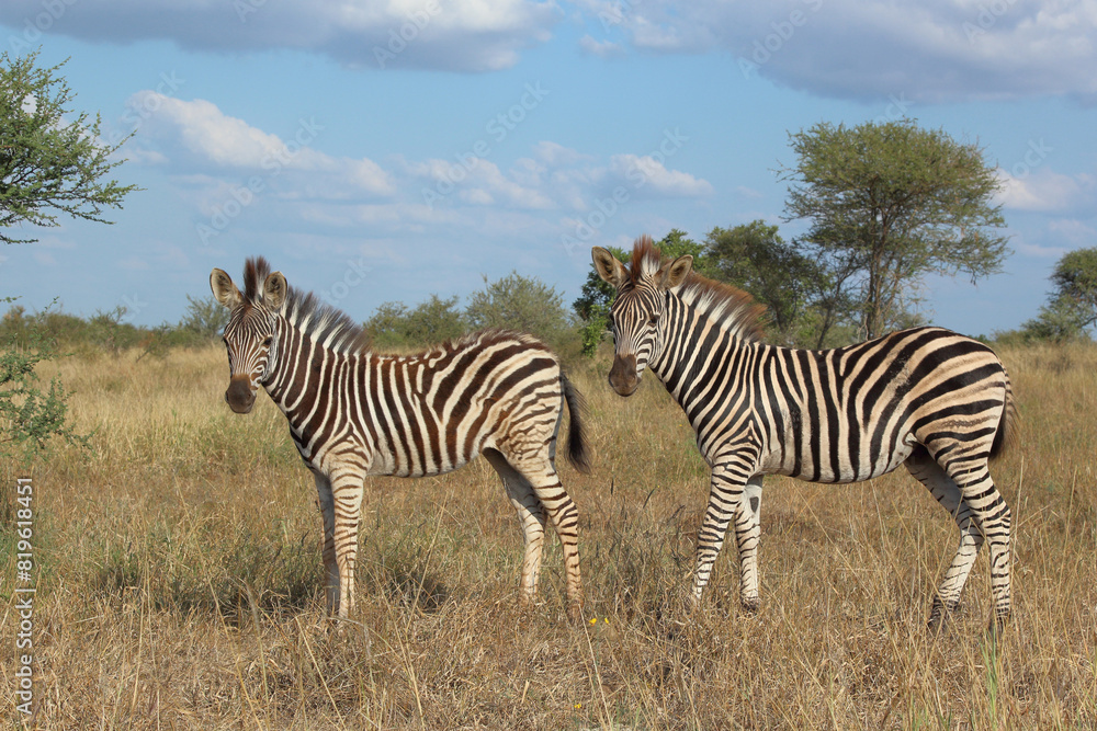 Steppenzebra / Burchell's zebra / Equus quagga burchellii. Steppenzebra / Burchell's zebra / Equus quagga burchellii.