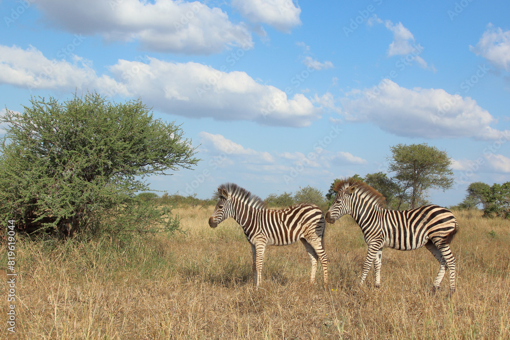 Fototapeta premium Steppenzebra / Burchell's zebra / Equus quagga burchellii.