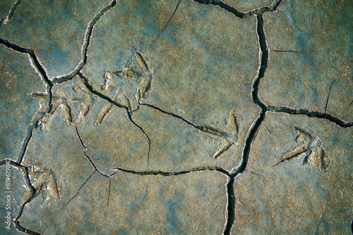 Cracked mud with traces of Demoiselle crane (Anthropoides virgo). Steppes of the northern Black Sea region, minor depression photo