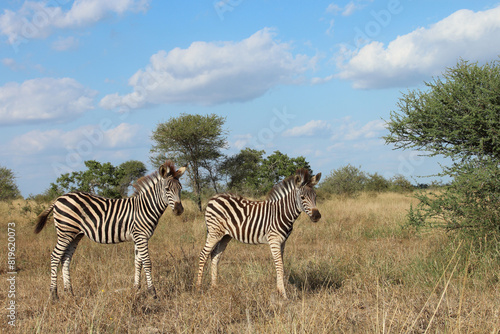 Steppenzebra   Burchell s zebra   Equus quagga burchellii.