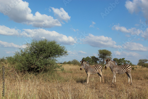 Steppenzebra   Burchell s zebra   Equus quagga burchellii.