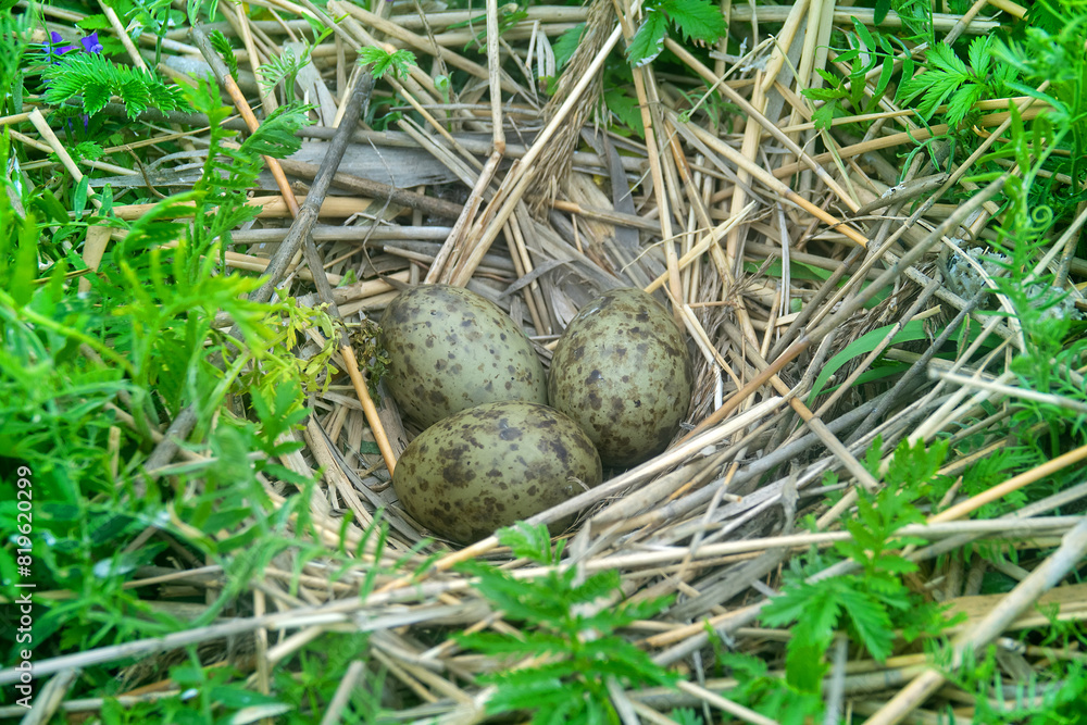 The nest of the common gull (Larus canus) on the sea meadow of the island in the eastern part of the Gulf of Finland. A mixed land colony of gulls and terns The nest of the common gull (Larus canus) on the sea meadow of the island in the eastern part of the Gulf of Finland. A mixed land colony of gulls and terns