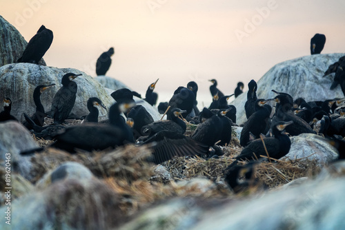 The site of southern cormorant (Phalacrocorax carbo sinensis) colony in the Baltic Sea. Birds on nests photo