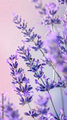 Purple lavender flower pattern seamless wallpaper background for greeting card