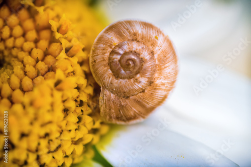 Bild auf Leinwand Logarithmic spiral of a snail pirn on a daisy