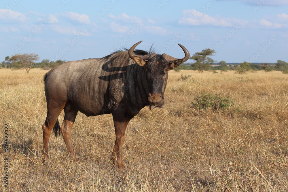 Streifengnu / Blue wildebeest / Connochaetes taurinus
