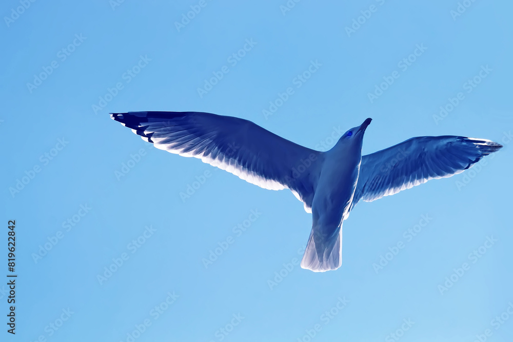 Obraz premium Gull in sky. Blue profile/ - Jonathan Livingston Seagull (Richard Bach)