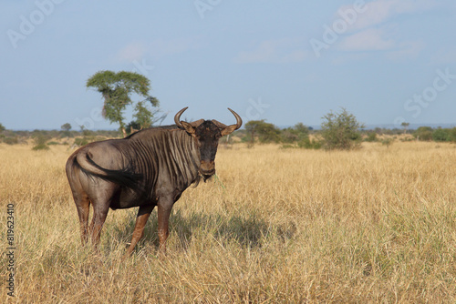 Streifengnu / Blue wildebeest / Connochaetes taurinus © Ludwig