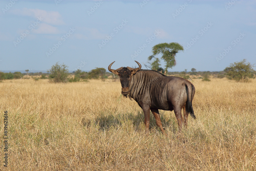 Streifengnu / Blue wildebeest / Connochaetes taurinus Streifengnu / Blue wildebeest / Connochaetes taurinus