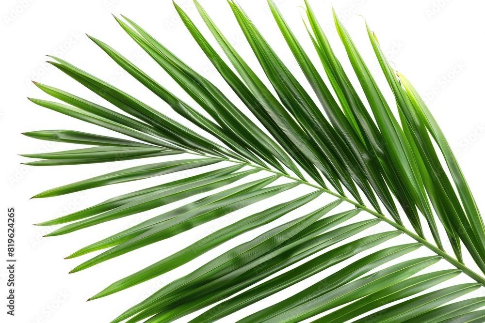 Palm Leave. Coconut Leaf in Abstract Green Color against White Background Palm Leave. Coconut Leaf in Abstract Green Color against White Background
