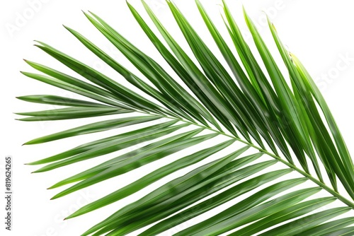 Palm Leave. Coconut Leaf in Abstract Green Color against White Background