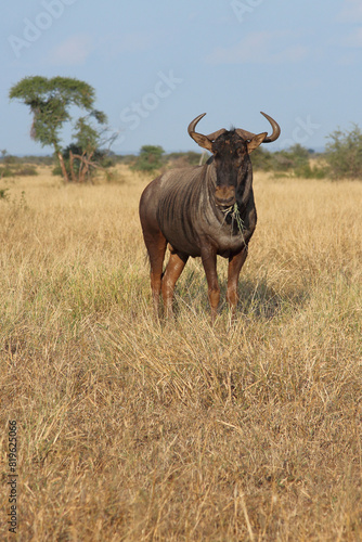 Streifengnu   Blue wildebeest   Connochaetes taurinus