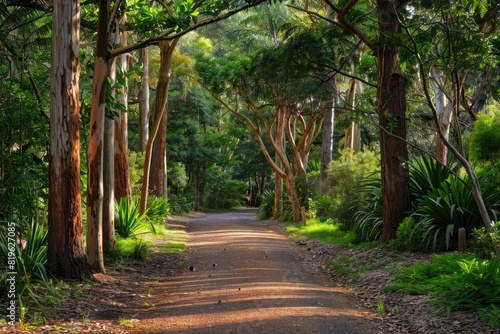 Trees With Birds. Walking Path Through Singleton Reserve with Native King Parrot Birds photo