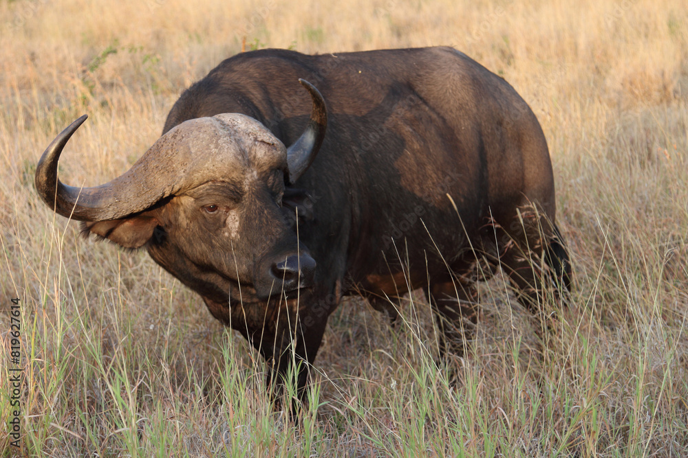 Kaffernbüffel / African buffalo / Syncerus caffer Kaffernbüffel / African buffalo / Syncerus caffer