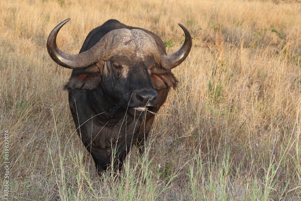 Kaffernbüffel / African buffalo / Syncerus caffer Kaffernbüffel / African buffalo / Syncerus caffer