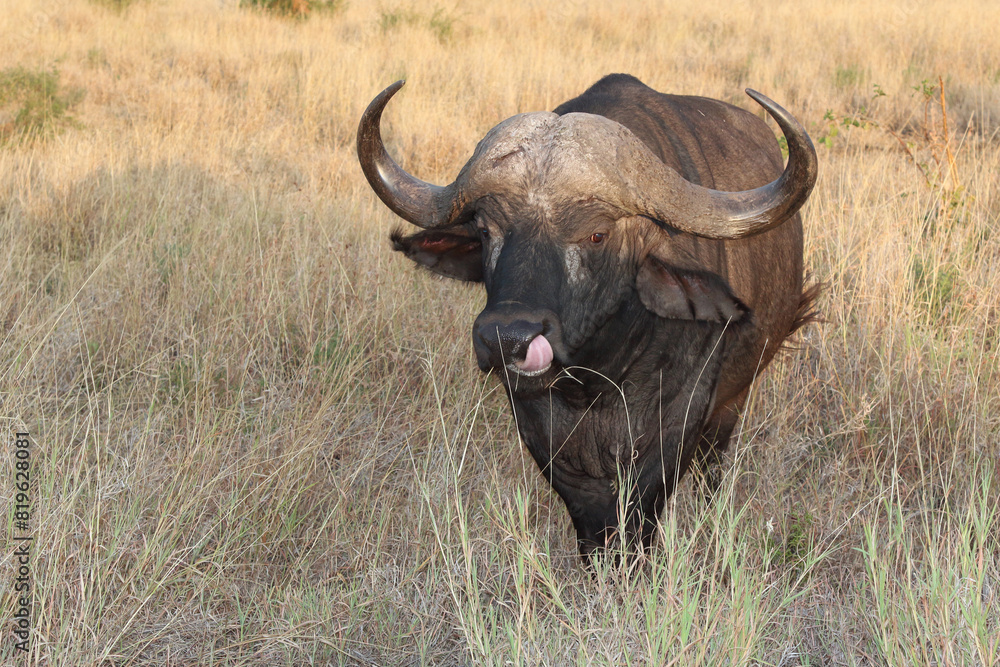 Kaffernbüffel / African buffalo / Syncerus caffer Kaffernbüffel / African buffalo / Syncerus caffer