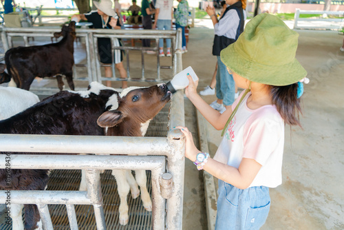 A lovely girl is nursing a calf in the cow farm.