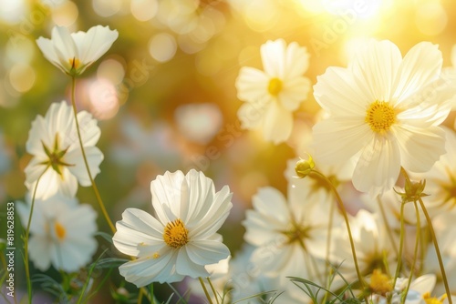 In Memory. Beautiful Spring White Cosmos Flowers Under Sunny Siam Garden Landscape © Popelniushka
