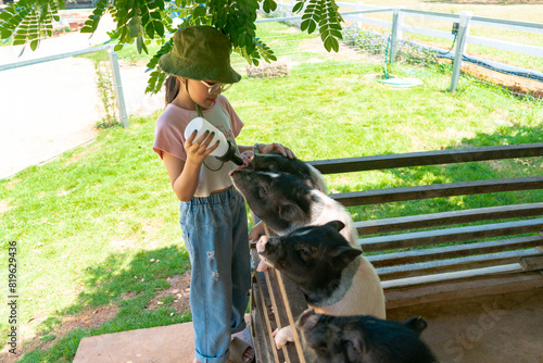 young girl is feeding piglets in a zoo farm.