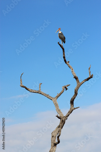 Marabu   Marabou stork   Leptoptilos crumeniferus