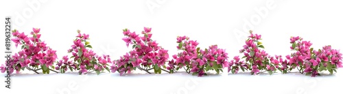 Pink flower blossoms on white background. Beautiful floral border with vibrant colors. Perfect for spring themes and design projects. AI