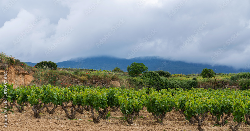 Vineyards in the La Rioja wine region, Spain. Vineyards along the wine road. Plantations of grapes in the countryside.