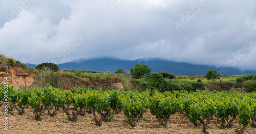 Vineyards in the La Rioja wine region, Spain. Vineyards along the wine road. Plantations of grapes in the countryside.