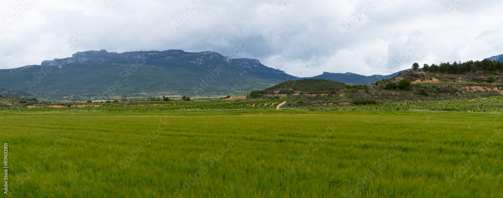 Obraz premium Wheat ears at the farm.Green wheat fields, extensive agriculture landscape in Spain.