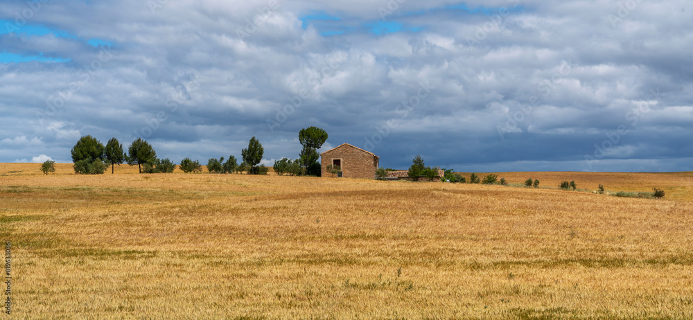 Fototapeta premium Beautiful view of gold wheat crop flied landscape, rural countryside at Spain. View of a typical rural house surrounded by a wheat field.