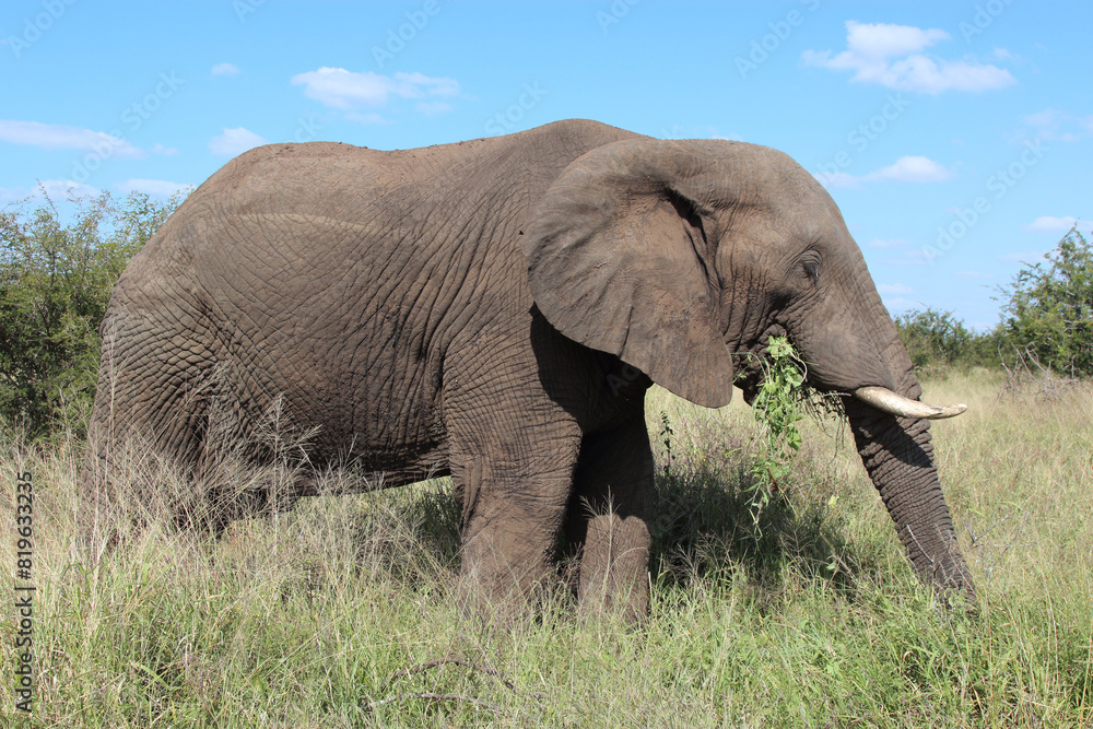 Obraz premium Afrikanischer Elefant / African elephant / Loxodonta africana