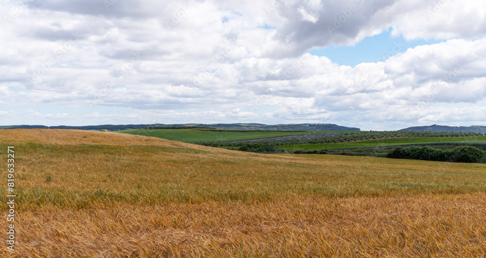 Beautiful view of green and gold wheat fields, extensive agriculture landscape in Spain. Rural countryside. Beautiful view of green and gold wheat fields, extensive agriculture landscape in Spain. Rural countryside.
