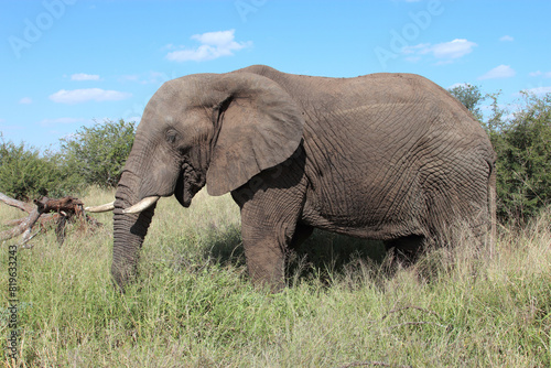 Afrikanischer Elefant   African elephant   Loxodonta africana