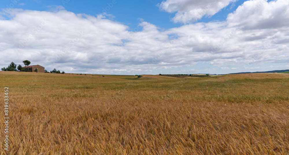 Beautiful view of green and gold wheat fields, extensive agriculture landscape in Spain. Rural countryside.